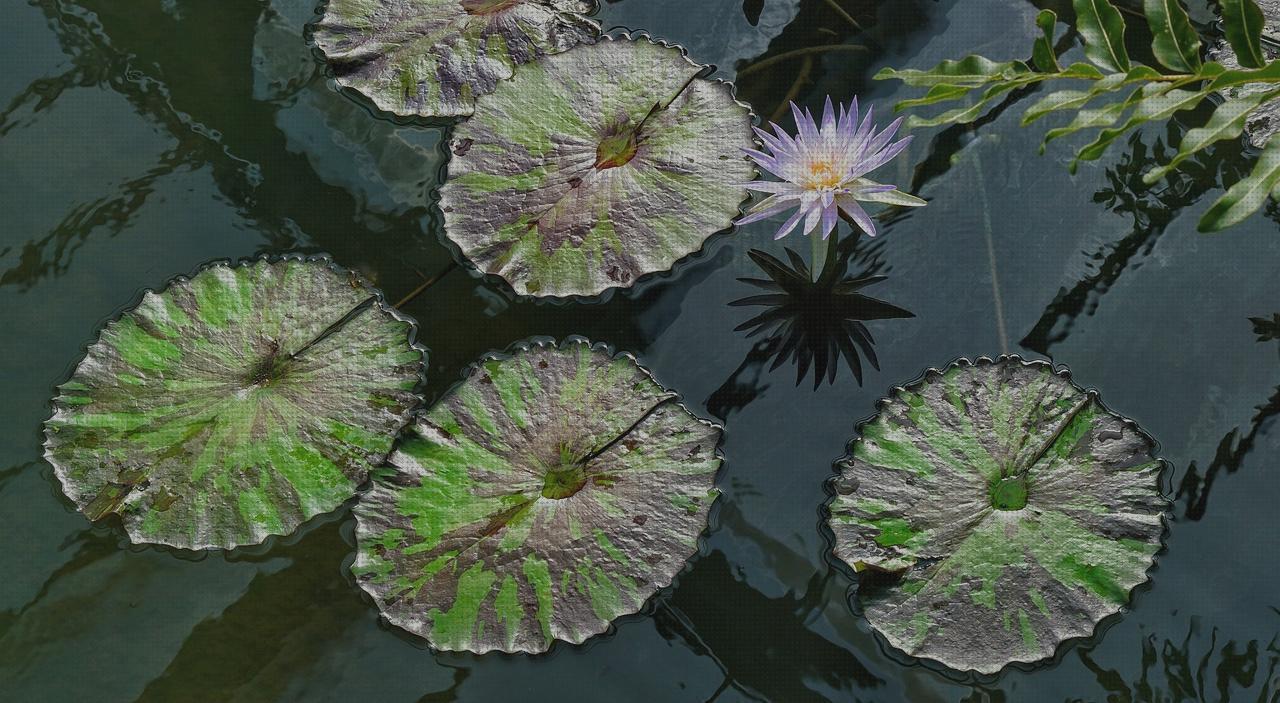 Las mejores marcas de lotus lotus amazon reloj