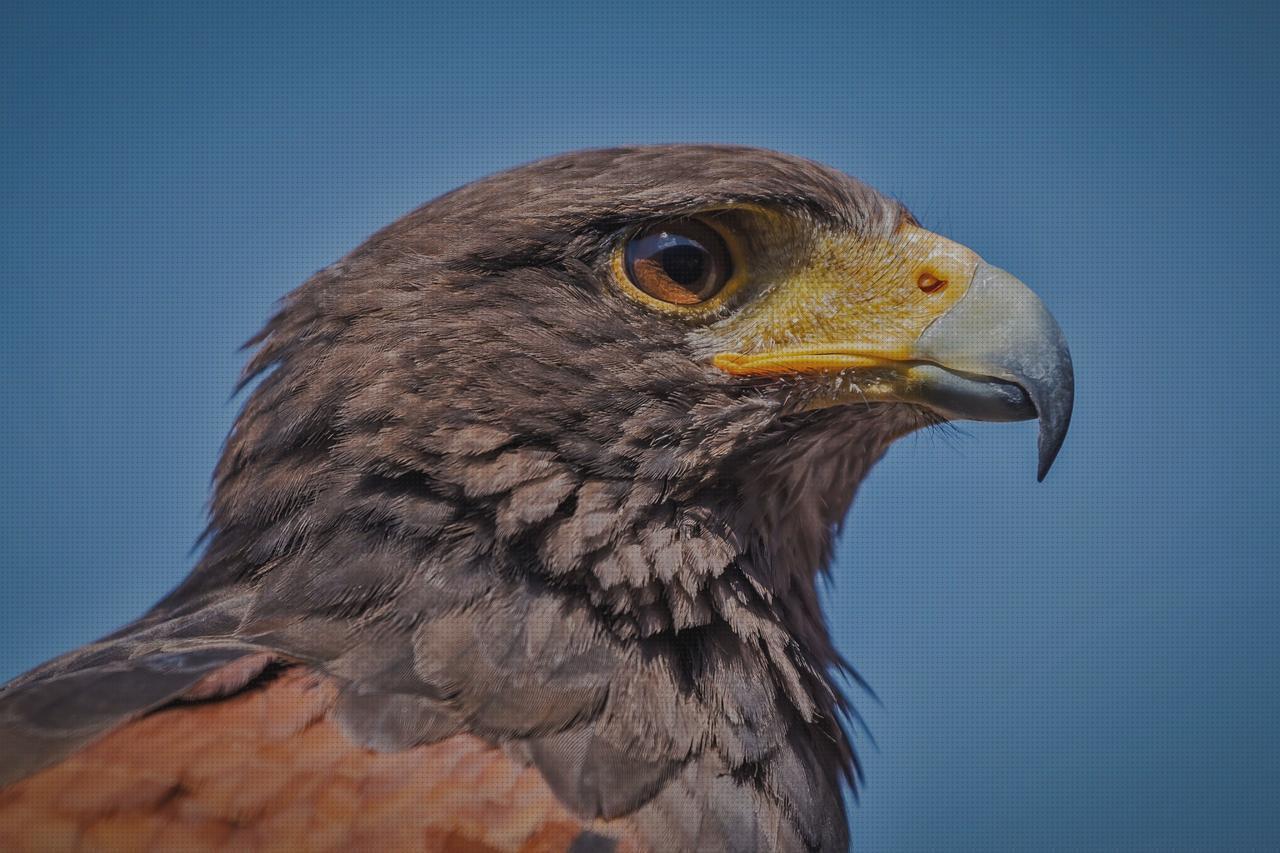 ¿Dónde poder comprar pajaros?