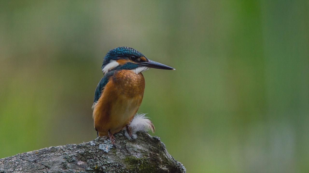 Las mejores marcas de pajaros
