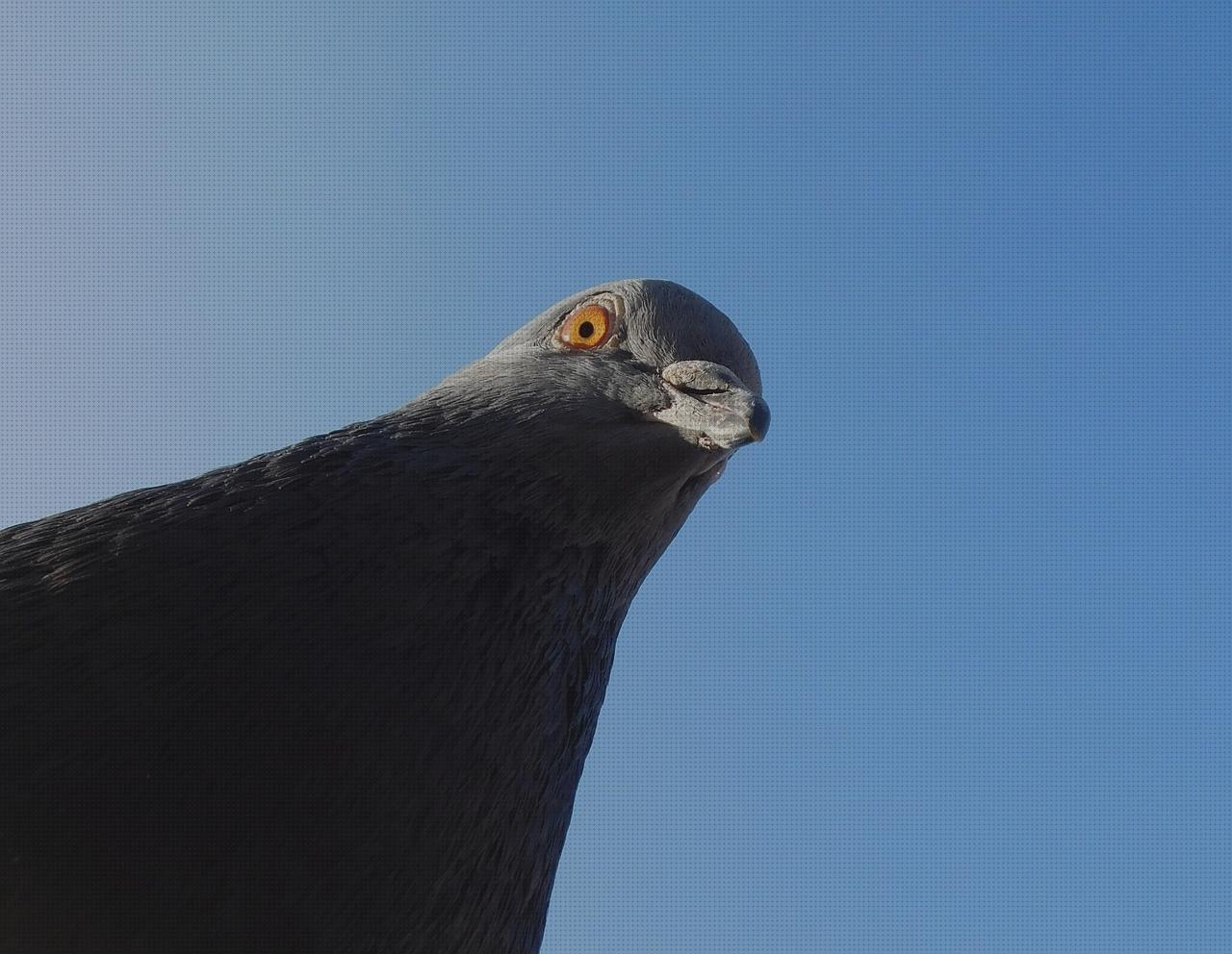 Las mejores pajaros