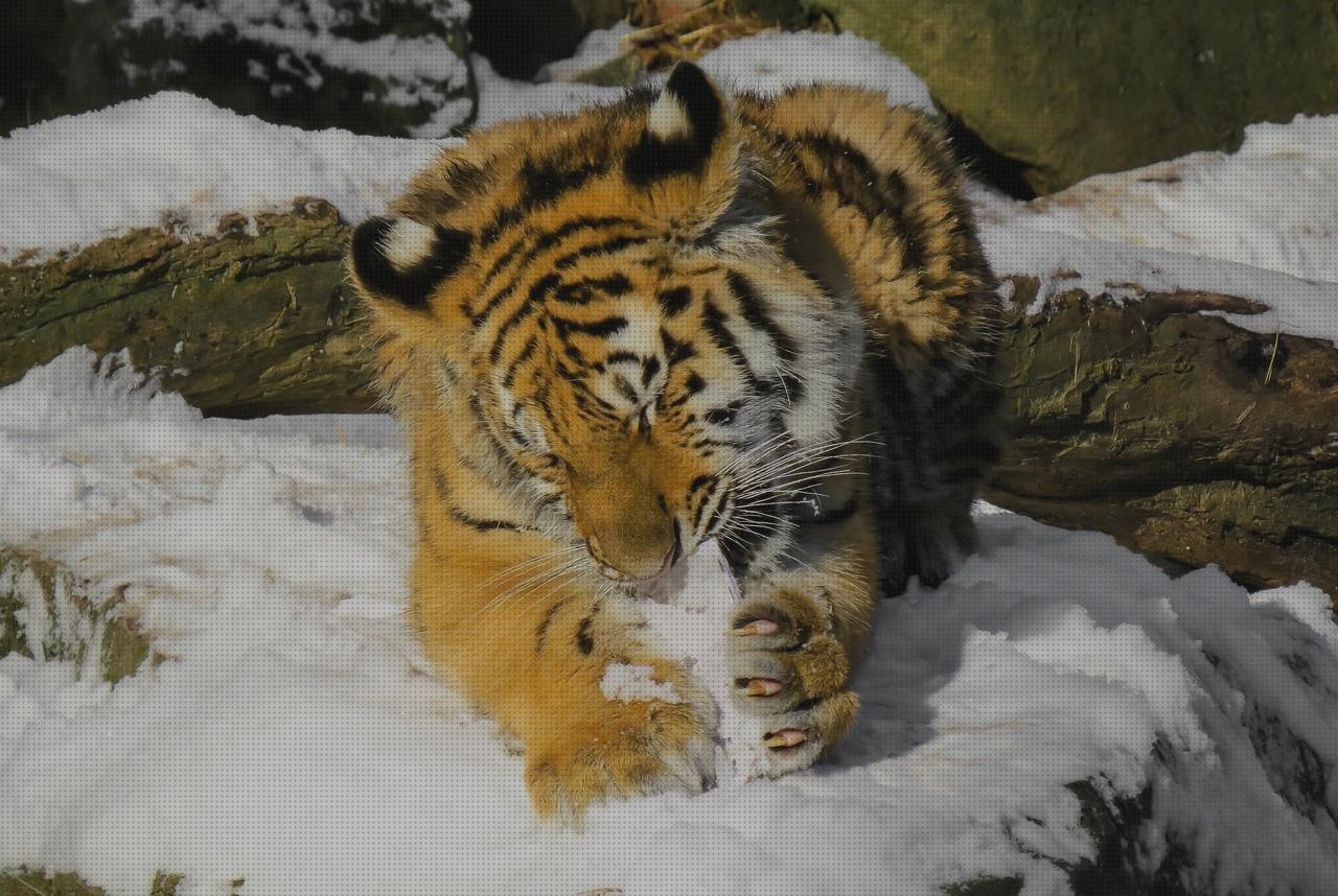 ¿Dónde poder comprar reloj tiger?