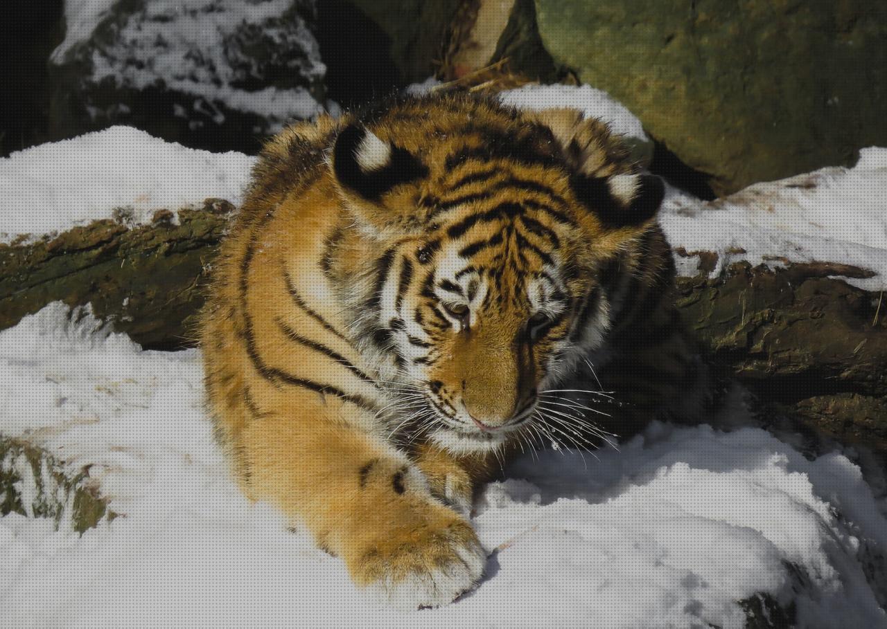 Las mejores marcas de reloj tiger