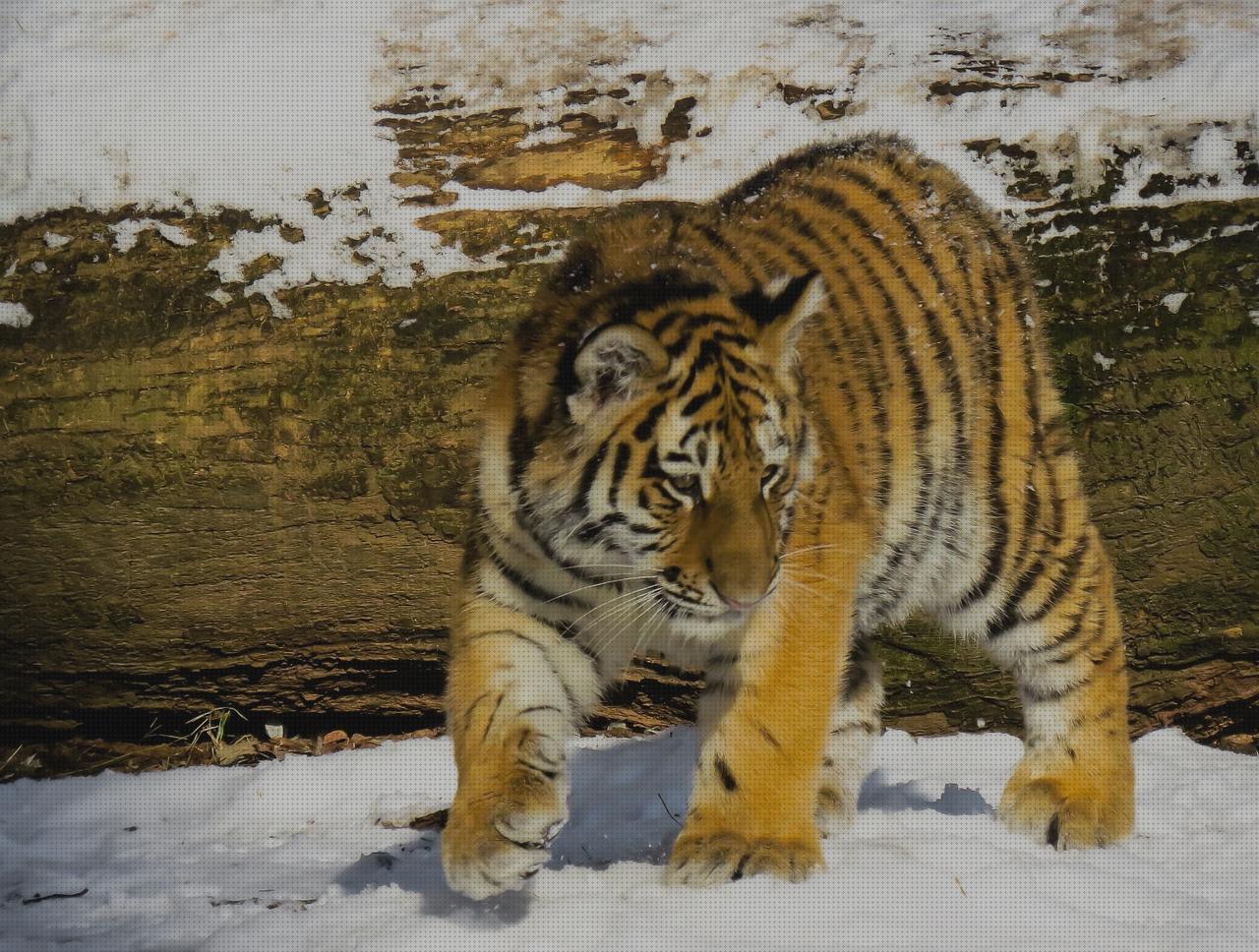 Las mejores reloj tiger