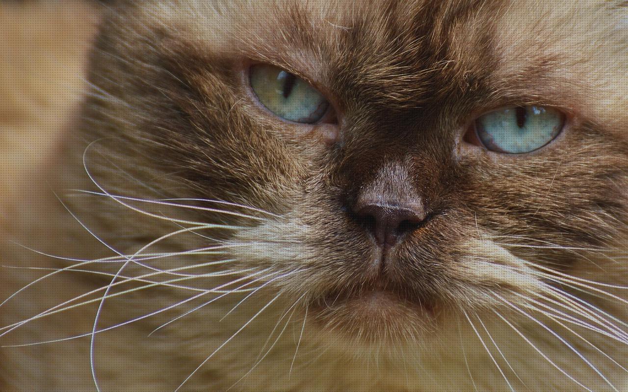 Review de relojes de pelo de gato