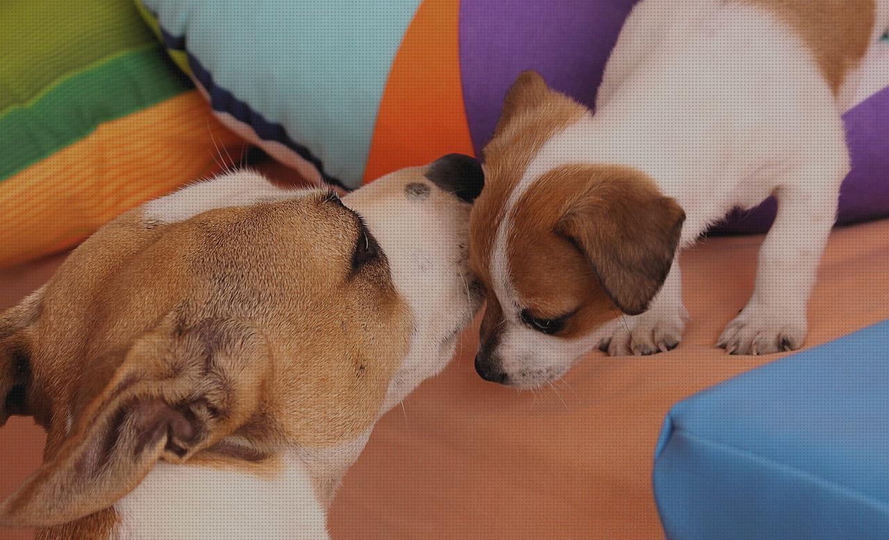 ¿Dónde poder comprar terrier?