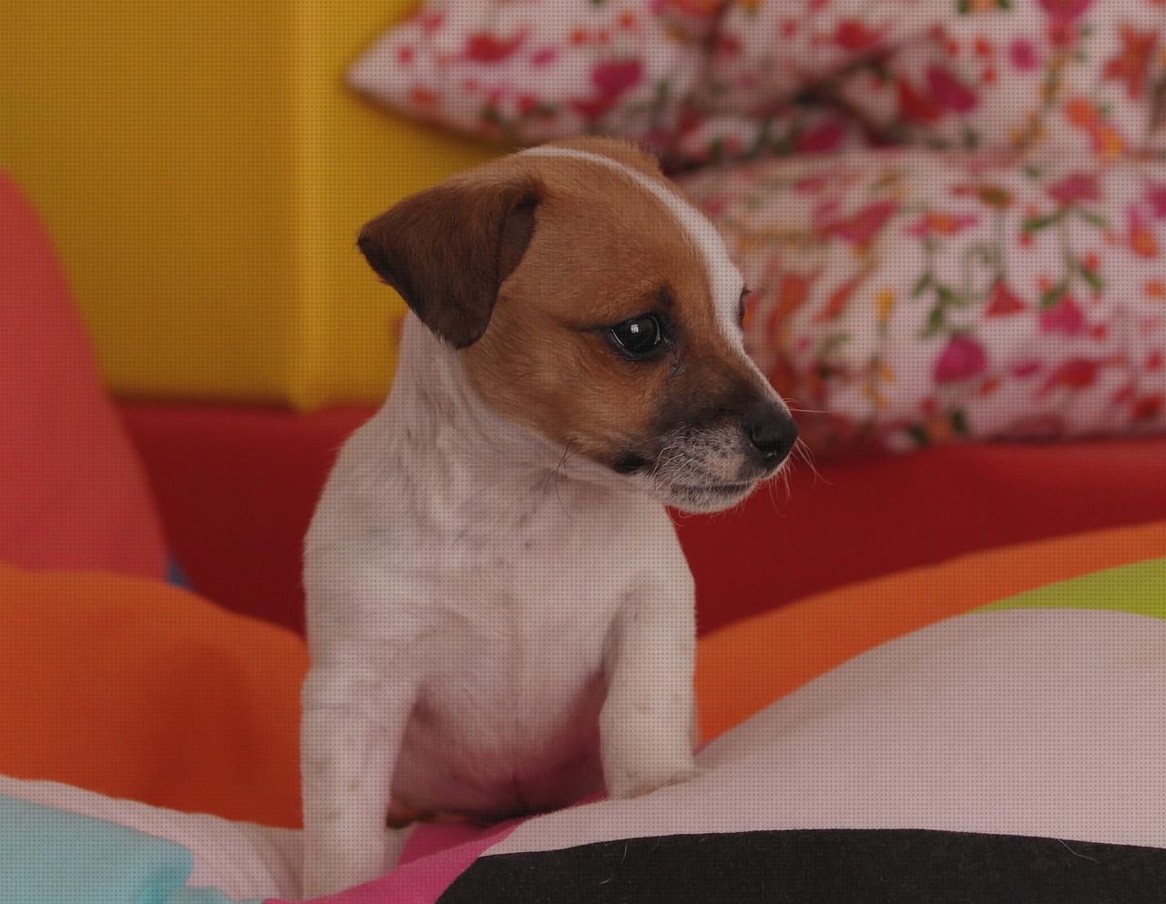 Las mejores marcas de terrier