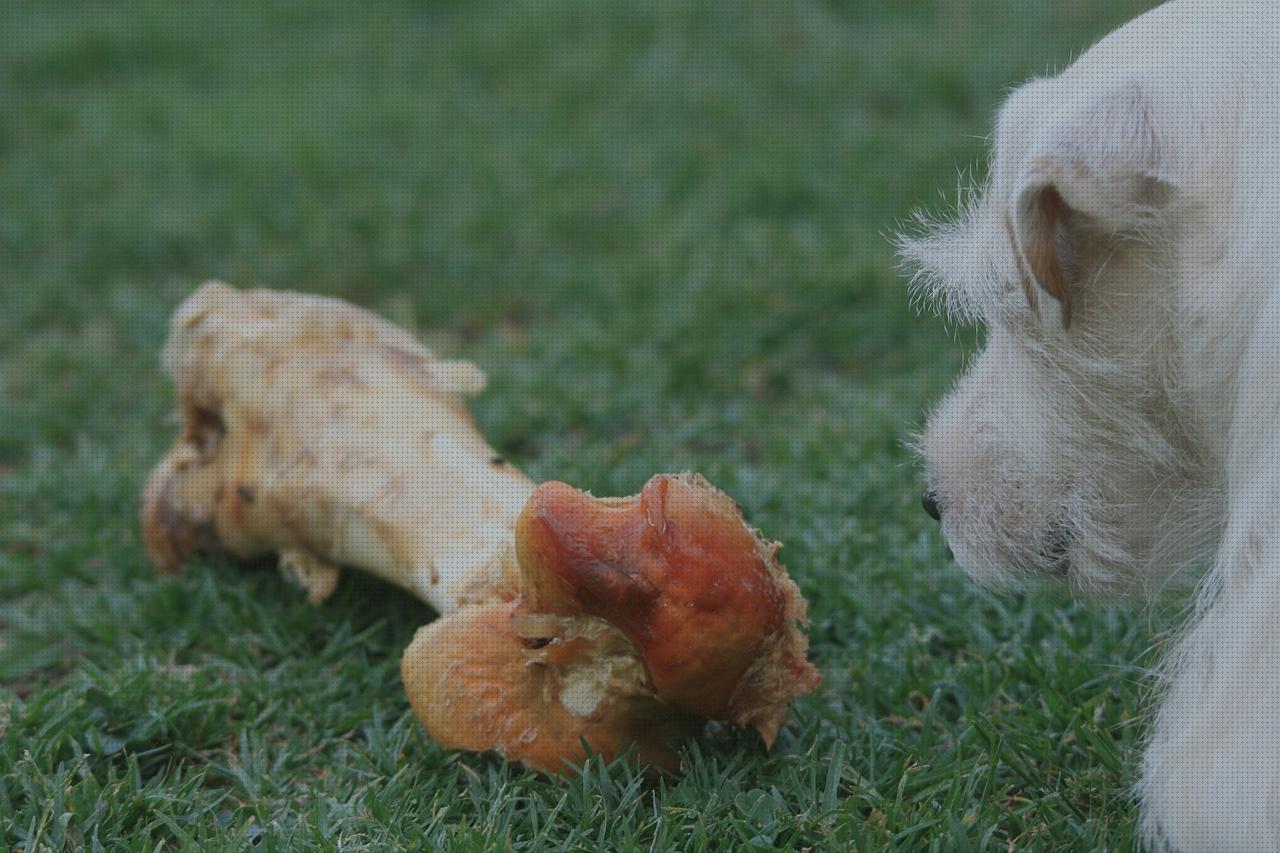 Las mejores terrier