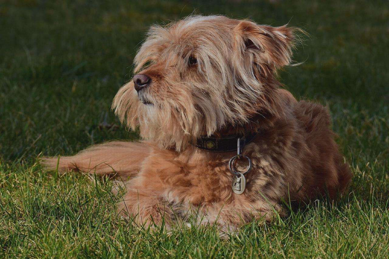 Review de terrier