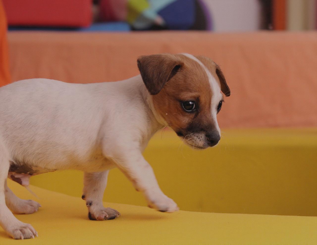 TOP 15 relojes terrier
